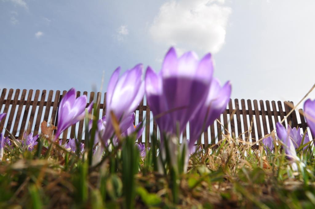 Apartamenty Carpe Diem Kościelisko Dış mekan fotoğraf